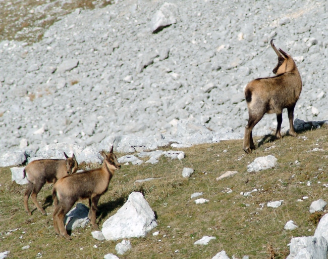 Camoscio d''Abruzzo Rupicapra pyrenaica ornata